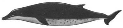 Кит - doc2fb_image_02000041.jpg