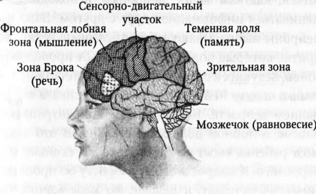 Мозг онлайн. Человек в эпоху Интернета - i_002.jpg