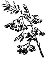 Муравьиное масло - i_014.png