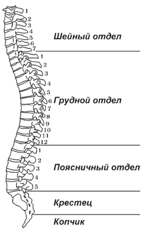 Капремонт для позвоночника - pic_1.png