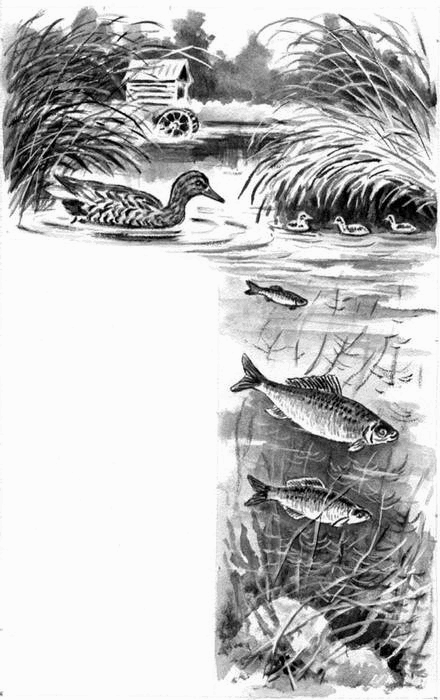 Длиннохвостые разбойники (сборник) - i_007.png