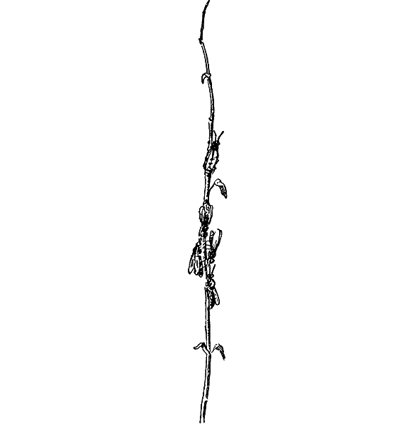 Путешествие в страну нектара - i_132.png