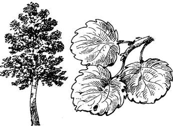 На теплой земле (сборник) - i_021.png