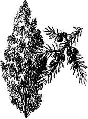 На теплой земле (сборник) - i_026.png