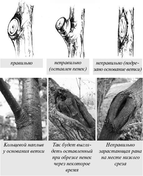 Экспресс-курс садовой обрезки - _13.jpg