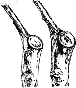 Экспресс-курс садовой обрезки - _27.png