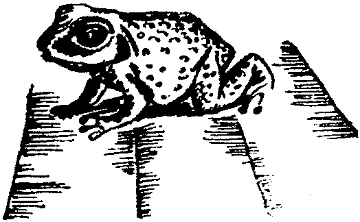 Лесная быль. Рассказы и повести - pic024.png