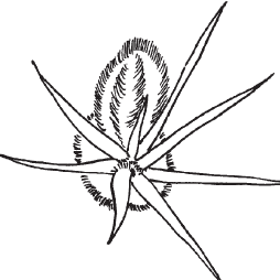 Кактусы - _1.jpg