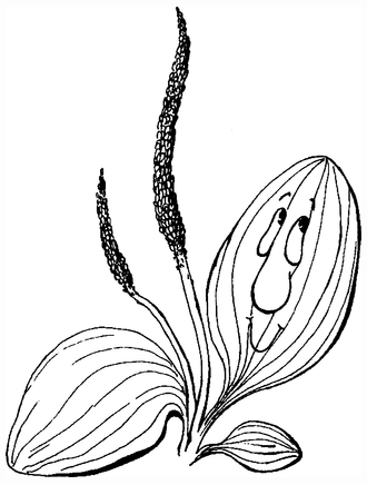 Целебные сорняки. Дача — вылечит, дача — исцелит - i_011.png