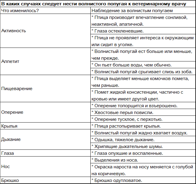 Волнистые попугаи - _4.png