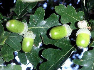 Старушки с зонтиками  - i_051.jpg