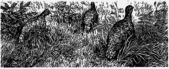 Том 3. Журавлиная родина. Календарь природы - i_012.png