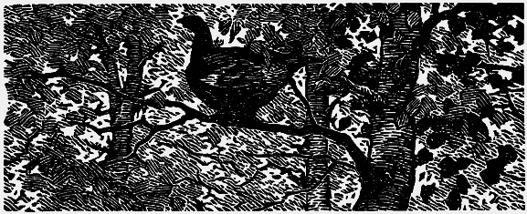 Том 3. Журавлиная родина. Календарь природы - i_013.png
