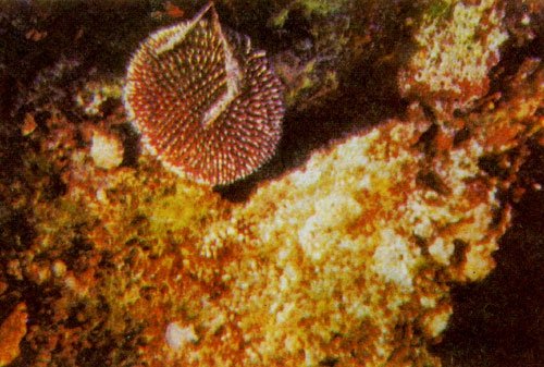 Подводный мир - img_24.jpg