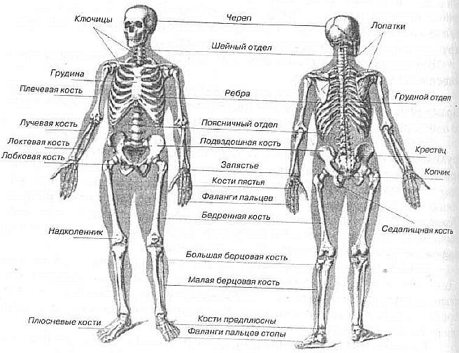 Aнатомия жизни и смерти. Жизненно важные точки на теле человека - _7.jpg