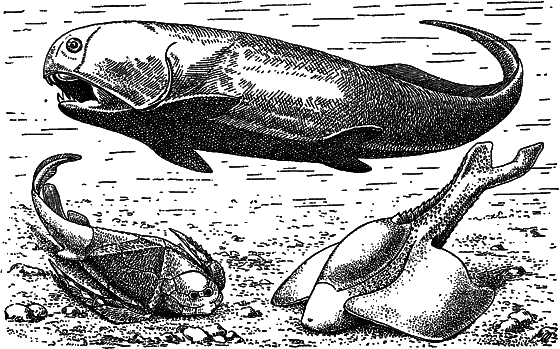 Жизнь моря - i_030.png