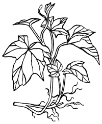 Империя Дикого леса - i_060.png