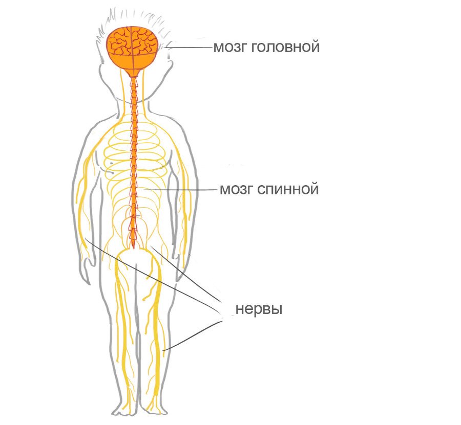 Как я устроен - i_005.jpg