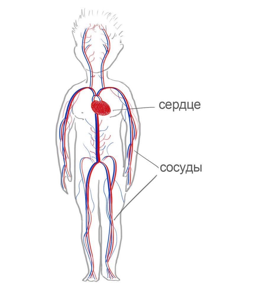 Как я устроен - i_007.jpg