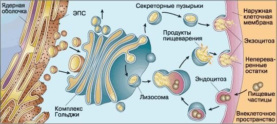 Биология. Общая биология. Базовый уровень. 10 класс - i_037.jpg