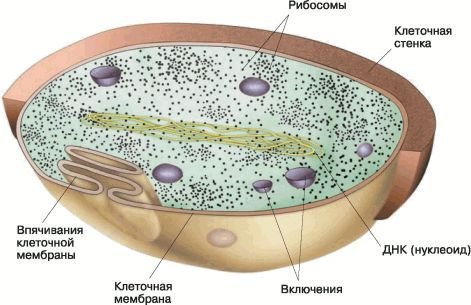 Биология. Общая биология. Базовый уровень. 10 класс - i_047.jpg