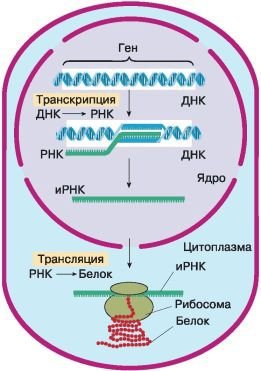 Биология. Общая биология. Базовый уровень. 10 класс - i_050.jpg
