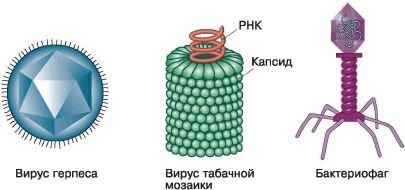 Биология. Общая биология. Базовый уровень. 10 класс - i_053.jpg