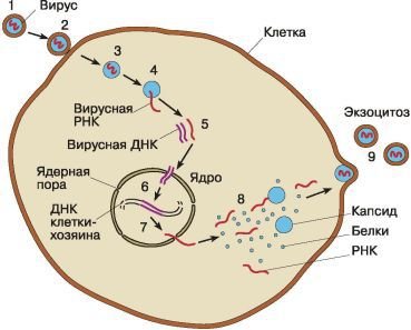 Биология. Общая биология. Базовый уровень. 10 класс - i_057.jpg