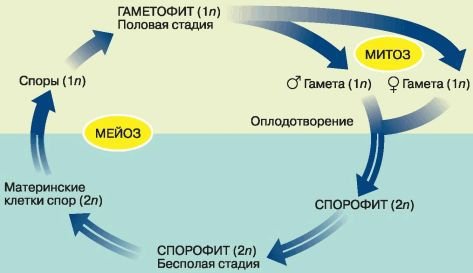 Биология. Общая биология. Базовый уровень. 10 класс - i_081.jpg