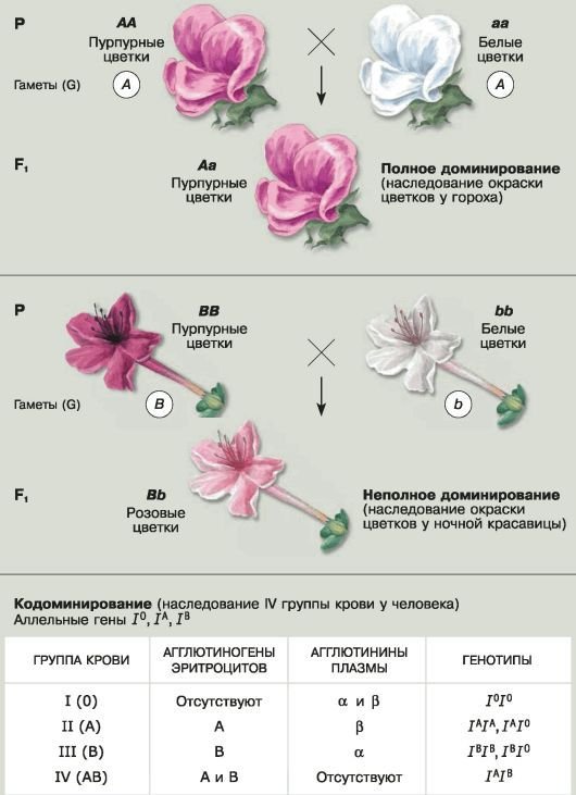 Биология. Общая биология. Базовый уровень. 10 класс - i_093.jpg