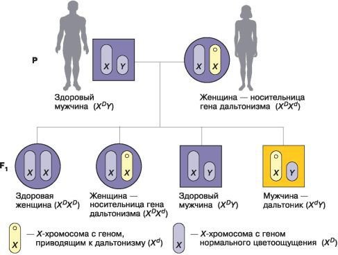 Биология. Общая биология. Базовый уровень. 10 класс - i_109.jpg