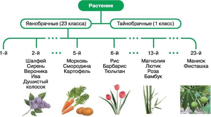 Биология. Общая биология. Базовый уровень. 11 класс - i_004.jpg
