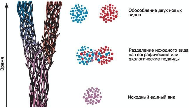 Биология. Общая биология. Базовый уровень. 11 класс - i_036.jpg