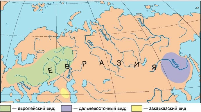 Биология. Общая биология. Базовый уровень. 11 класс - i_037.jpg