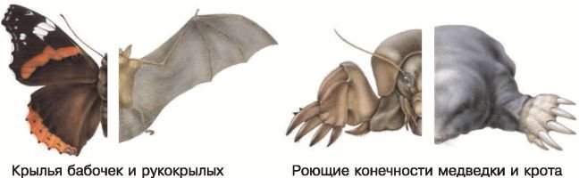 Биология. Общая биология. Базовый уровень. 11 класс - i_039.jpg