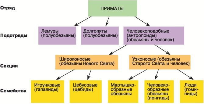 Биология. Общая биология. Базовый уровень. 11 класс - i_059.jpg