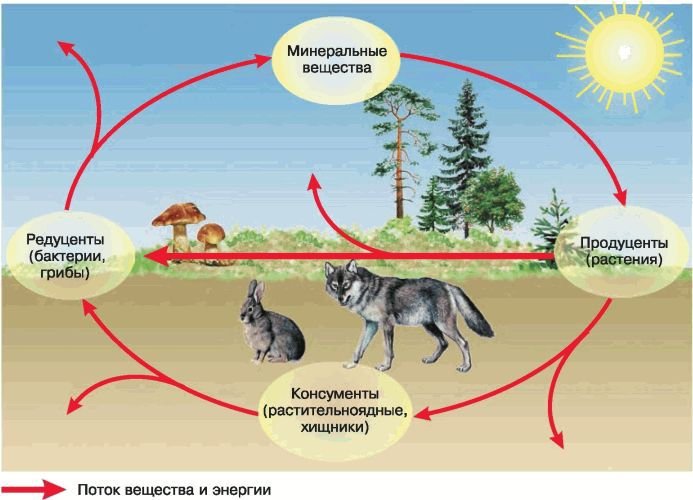 Биология. Общая биология. Базовый уровень. 11 класс - i_079.jpg