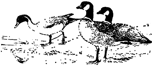 Исчезающие животные Америки - _53.png