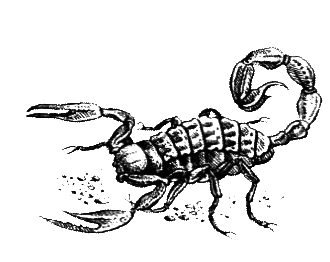Членистоногие (Ракообразные. Паукообразные) - i_001.png