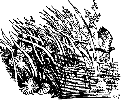 Лезвие бритвы (илл. Г. Бойко) - pic_3.png