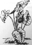 Томек среди охотников за человеческими головами - pic66.png