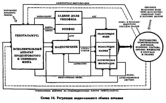 Механизмы регуляции вегетативных функций организма - image015.jpg