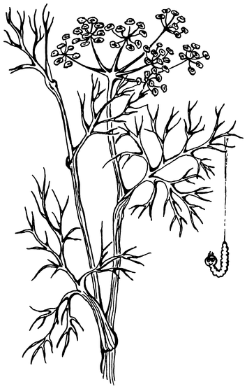 Растения, побеждающие боль. Дача — вылечит, дача — исцелит - i_015.png