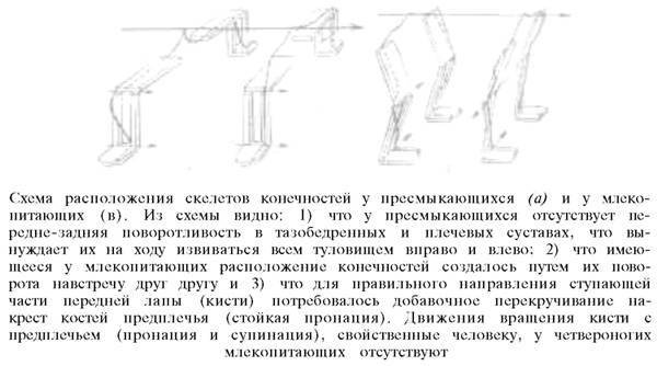 О ловкости и ее развитии - any2fbimgloader51.jpeg