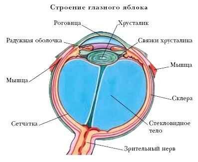 Энциклопедия «Биология» (без иллюстраций) - g_024.jpg