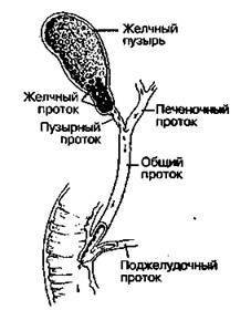 Шокирующая правда о воде и соли - any2fbimgloader15.jpeg