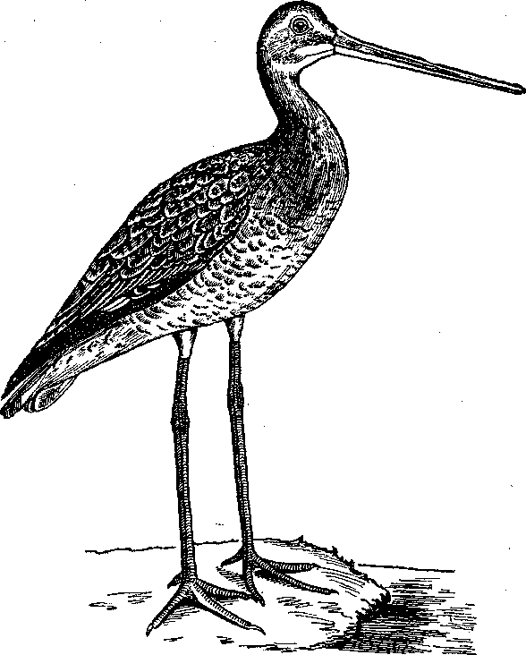 Том 5. Записки ружейного охотника - i_004.png