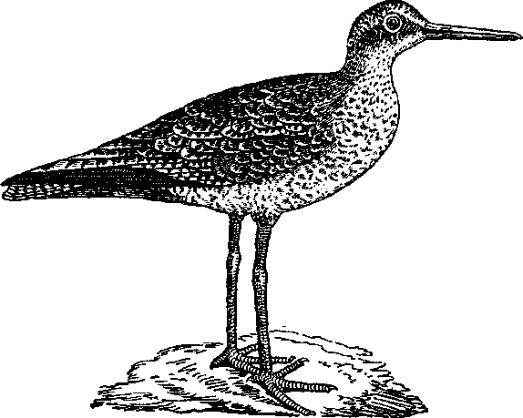 Том 5. Записки ружейного охотника - i_007.png