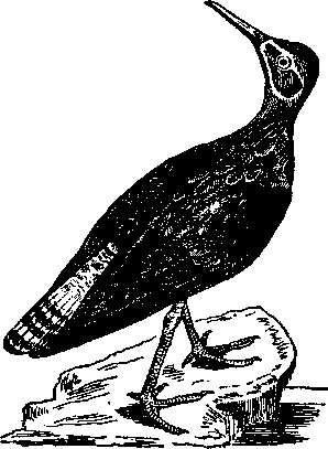 Том 5. Записки ружейного охотника - i_009.png