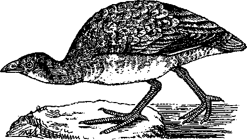 Том 5. Записки ружейного охотника - i_017.png